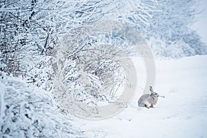Wild hare sitting in snow Lepus europaeus photo