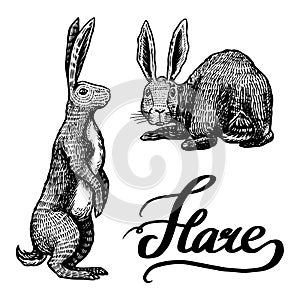 Wild hares. Rabbits sits and stands on its paws. Forest bunny or coney. Hand drawn engraved old sketch for T-shirt