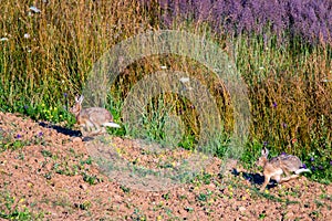 Wild hares running in a field