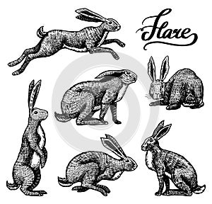 Wild hares set. Rabbits are sitting and jumping. Forest bunny or coney Collection. Hand drawn engraved old sketch for T