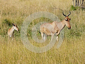 Wild hartebeests (kongoni) mother and puppy grazing the savanna