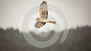 Salvaje halcón volador a través de Bosque imagen 
