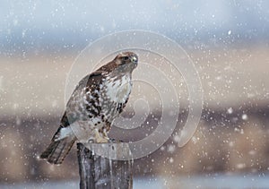 Salvaje halcón en el invierno la nieve tormenta 