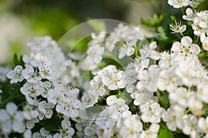 Wild hawthorn bush blooms with abundant white flowers in spring and gives small red fruits