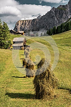 Wild hay triste on the alpine pasture in the Dolomites photo