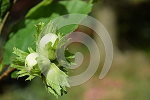 Wild hazelnuts maturing on tree in Scandinavian forest