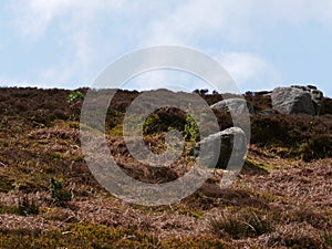 Wild heather grows around stone in the Yorkshire Dales England