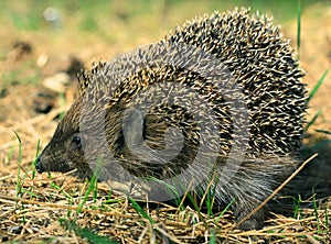 Wild hedgehog