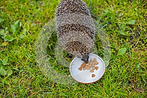 Wild Hedgehog eating from a dog bowl.Hedgehog eating dry cat food, summer garden.small grey prickly hedgehog gathering