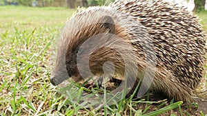 A wild hedgehog is eating pieces of meat on the grass in the garden. Close-up