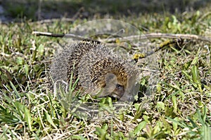 Wild hedgehog in the grass, agitated.