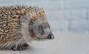 Wild hedgehog. Small mammal with spiny hairs on its back and sides