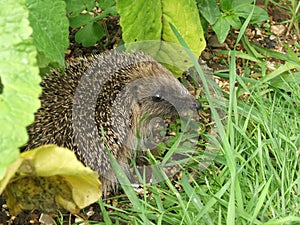 Wild Hedgehog snuffling in the grass
