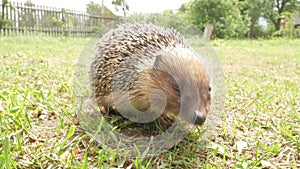 A wild hedgehog walks along the green grass in the garden. Sniffs and children in the right direction