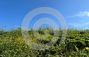 Wild hedgerow on, Lumbutts Road, Todmorden, UK