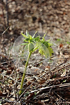 Wild hellebore in spring