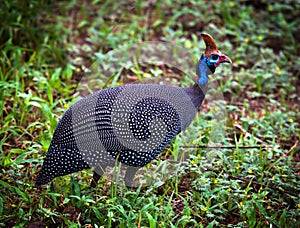 The wild Helmeted Guineafowl in Africa