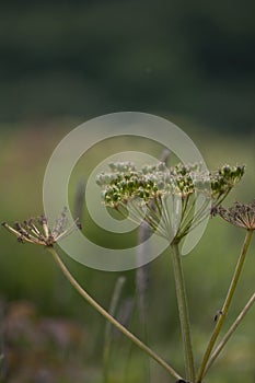 Wild Hemlock Flower