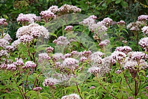 Wild hemp agrimony eupatorium cannabinum