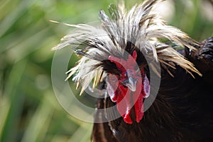 Wild hen head