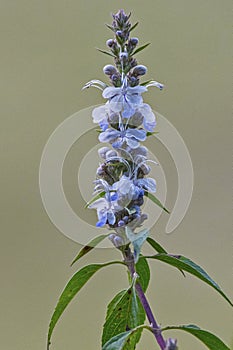 Wild herb flowers  on blur background