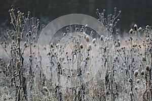Wild herb meadow with Hoarfrost