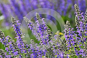 Among the wild herbs, blooms sage Salvia pratensis