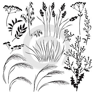 Wild Herbs and Cereals  Silhouette Set