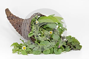 Wild herbs in the cornucopia