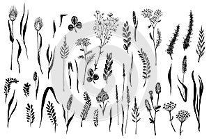 Wild herbs and flowers painted black line.