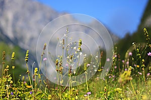 Wild herbs growing on a meadow in the Alps