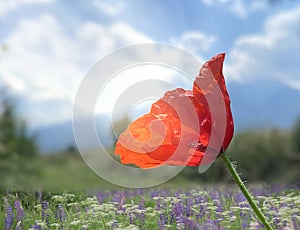 Wild herbs  red poppy flower on wild green field blue sky white clouds nature background