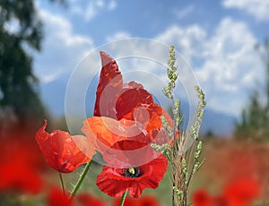 Wild herbs  red poppy flower on wild green field blue sky white clouds nature background