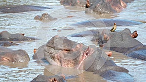 Wild Herd Of African Hippopotamus Sleep And Rest In The Water Muddy River