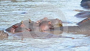 Wild herd of African hippos sleep and rest in the water muddy river