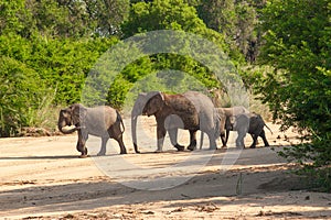 Wild herd of elephants come to drink in Africa in national Kruger Park in UAR