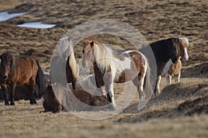 Wild Herd of Icelandic Ponies Grazing in Iceland