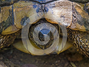 Wild Hermann`s tortoise is turtle species in Bulgaria.