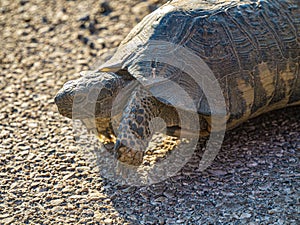 Wild Hermann`s tortoise is turtle species in Bulgaria.