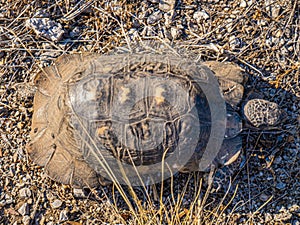 Wild Hermann`s tortoise is turtle species in Bulgaria.