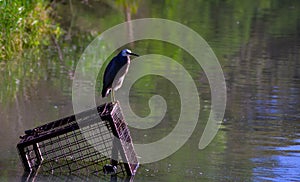 Wild heron bird standing