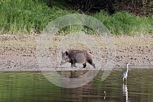 Wild heron and heron