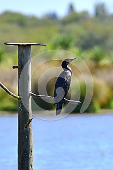 Wild heron perched in Travis Wetland Nature Heritage Park in New Zealand photo