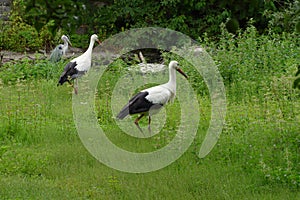 Wild heron and stork looking for someting to eat