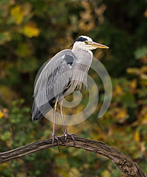 Wild Heron at rest