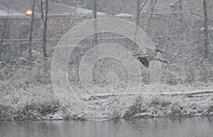Wild Heron on a winter lake