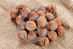 Wild hickory nuts