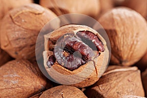 Wild hickory nuts