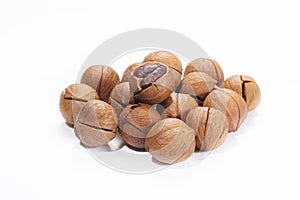Wild hickory nuts