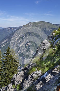 Wild high mountains spruce forest in Durmitor national park Montenegro